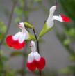 Salvia microphylla ‘Hot Lips’ is a dazzle of red and white.